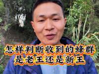 乐鱼体育官方网站-从小王变老王，已经10岁的《王者荣耀》为何还有那么大的号召力的简单介绍